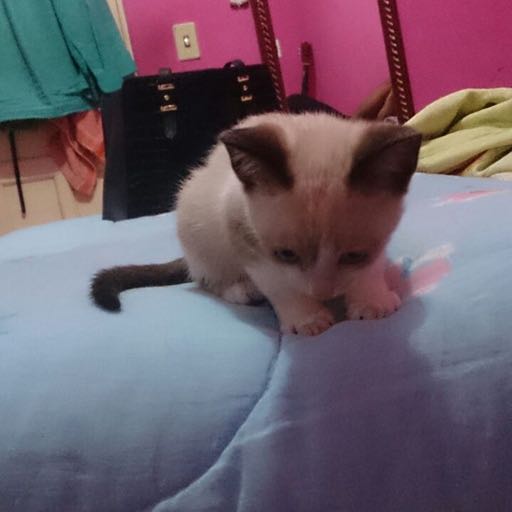 Marques